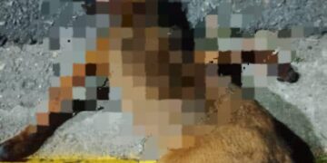 Continúan los accidentes: Arrollan animales en Boconó