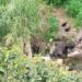 Cadáver de caballo está en La Quebrada La Segovia en Boconó