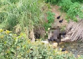 Cadáver de caballo cumple 4 días en La Quebrada La Segovia de Boconó