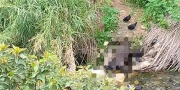 Cadáver de caballo cumple 4 días en La Quebrada La Segovia de Boconó