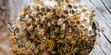 16 personas fueron atacadas por avispas en Boconó