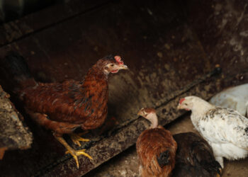 Alquilar una gallina, una moda en auge en EEUU ante los cambios en el precio de los huevos