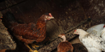 Alquilar una gallina, una moda en auge en EEUU ante los cambios en el precio de los huevos