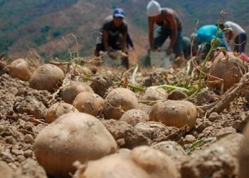 Trujillo | Productores regionales crean alianza para hacer frente al contrabando de papa colombiana