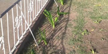 Alcaldía recupera espacios públicos en Valera 