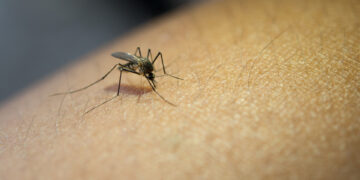 Virus oropouche: ¿Cómo se transmite, cuáles son sus síntomas y cómo prevenirlo?