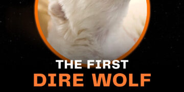 Dan vida al lobo huargo de la Casa Stark en la serie ‘Juego de Tronos’, extinto hace 13.000 años