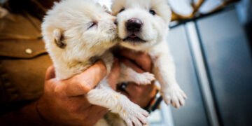 Científicos puntualizan: no es desextinción, sino lobos grises genéticamente modificados