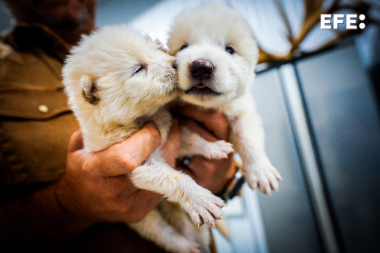 Fotografía cedida por la empresa Colossal Biosciences de los cachorros de lobo Rómulo y Remo, cuando tenían un mes de edad. EFE/ Colossal Biosciences