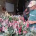 Mérida | Floricultores de Bailadores exploran mercados potenciales en Rusia