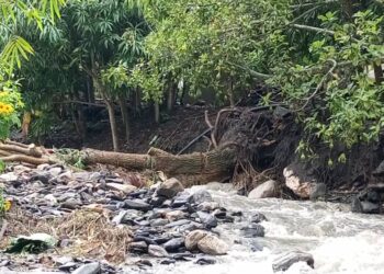 Comunidad de La Milla pide que retiren un árbol caído por las lluvias