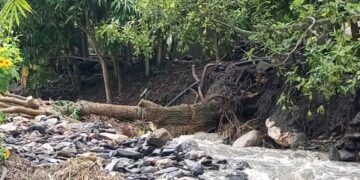 Comunidad de La Milla pide que retiren un árbol caído por las lluvias