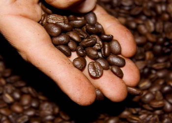 TRUJILLO | De la tierra al alma: El café trujillano como puente entre cultura y agricultura