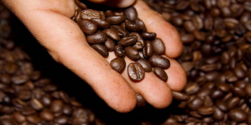 TRUJILLO | De la tierra al alma: El café trujillano como puente entre cultura y agricultura