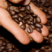 TRUJILLO | De la tierra al alma: El café trujillano como puente entre cultura y agricultura