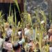 Celebración del Domingo de Ramos en Boconó: Un llamado a la paz y la reconciliación