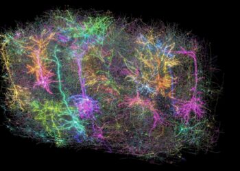 Otro hito en la neurociencia: el mapa más grande y detallado del cerebro de un mamífero