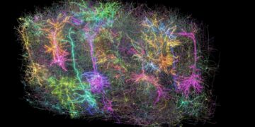 Otro hito en la neurociencia: el mapa más grande y detallado del cerebro de un mamífero