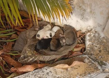 Dos nuevos casos de maltrato animal denunciados en Boconó 