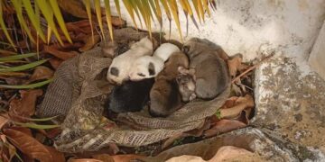 Dos nuevos casos de maltrato animal denunciados en Boconó 