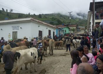 Boconó | San Miguel celebró el patrono de los agricultores: Más de 200 yuntas 