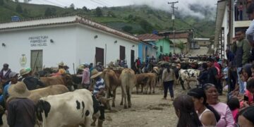 Boconó | San Miguel celebró el patrono de los agricultores: Más de 200 yuntas 