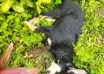 Denuncian nuevo envenenamiento de animales en Boconó 