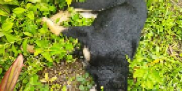 Denuncian nuevo envenenamiento de animales en Boconó 