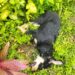 Denuncian nuevo envenenamiento de animales en Boconó