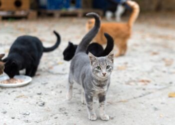 Denuncian matanza de gatos en El Tendalito de Boconó 
