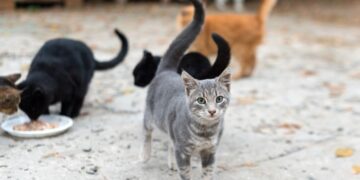 Denuncian matanza de gatos en El Tendalito de Boconó 