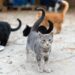 Denuncian matanza de gatos en El Tendalito de Boconó