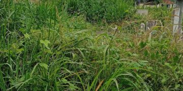 Maleza arropa al Cementerio Municipal de Betijoque