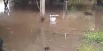 Drenajes tapados en calles de Santa Apolonia provocaron inundaciones de varias viviendas