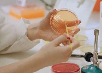 Los efectos de una bacteria intestinal sobre la inmunidad innata abren nueva vía para prevenir la obesidad