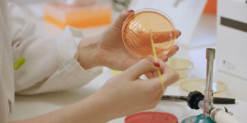 Los efectos de una bacteria intestinal sobre la inmunidad innata abren nueva vía para prevenir la obesidad