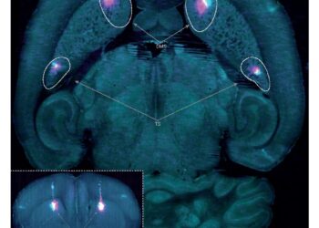 Un estudio descubre una nueva forma de aprendizaje del cerebro basada en el ensayo y error