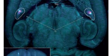 Un estudio descubre una nueva forma de aprendizaje del cerebro basada en el ensayo y error