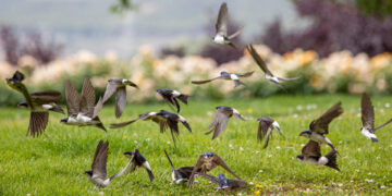 Una buena planificación urbana, clave para crear ciudades amigables con las aves