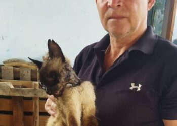 Boconó | En menos de 24 horas: Denuncian envenenamiento de un segundo gato en El Bucare 