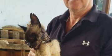 Boconó | En menos de 24 horas: Denuncian envenenamiento de un segundo gato en El Bucare 