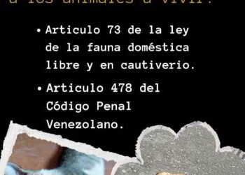 Proteccionistas de Boconó piden investigar violencia contra los animales 