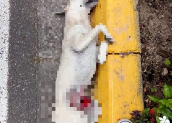 Denuncian nuevo caso de arrollamiento a un perro en Boconó 