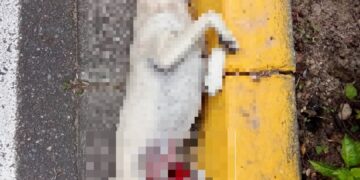 Denuncian nuevo caso de arrollamiento a un perro en Boconó 