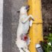 Denuncian nuevo caso de arrollamiento a un perro en Boconó