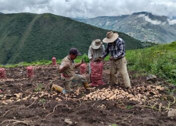 Semilleristas de papa del estado Trujillo exigen el retorno de la estación experimental La Cristalina al INIA