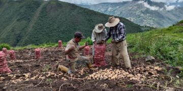 Semilleristas de papa del estado Trujillo exigen el retorno de la estación experimental La Cristalina al INIA