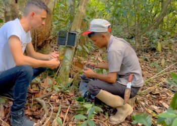 Trujillo | Proyecto Oso Andino Guaramacal analiza imágenes de «cámaras trampa» para proteger la especie