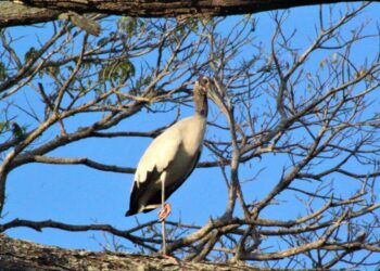 Trujillo se corona como líder nacional en conteo de aves durante el Global Big Day 2025