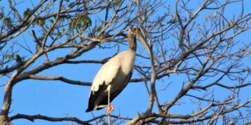 Trujillo se corona como líder nacional en conteo de aves durante el Global Big Day 2025
